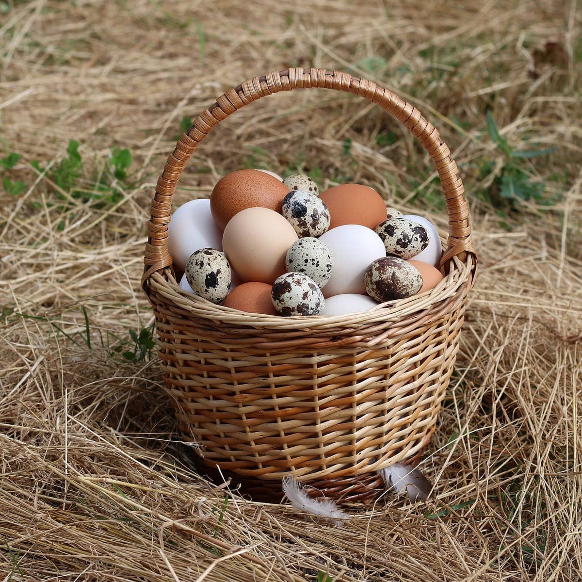 Country eggs (Nadan mutta)