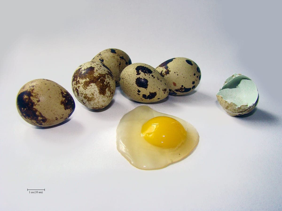 Quail eggs (Kada mutta)