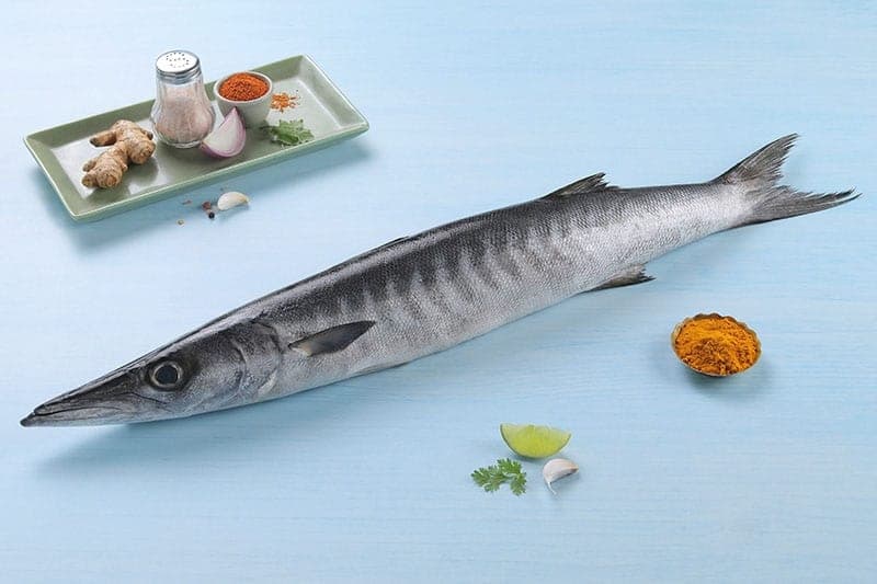 Barracuda (Sheelavu)