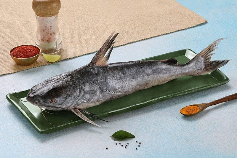 Sea catfish (Etta)