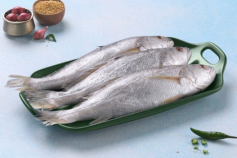 Croaker (Kora)