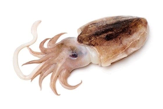 Cuttlefish (Kanava)