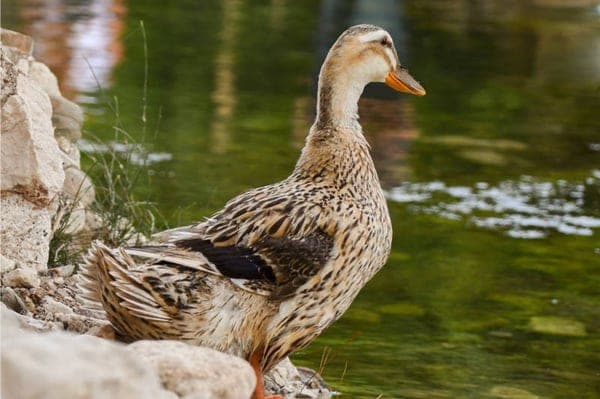 Duck (Tharavu)