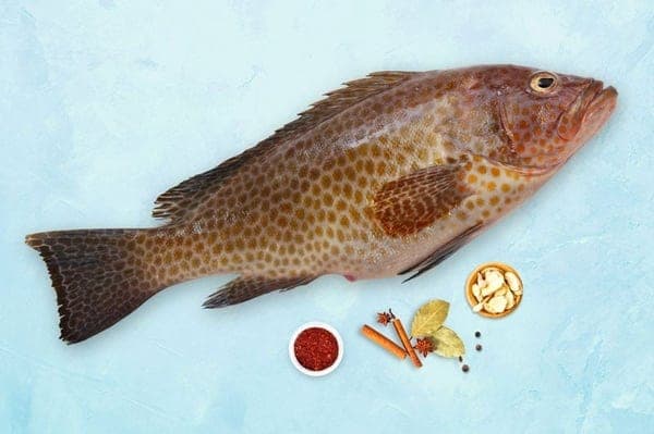 Grouper (Kalava)