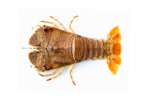 Lobster