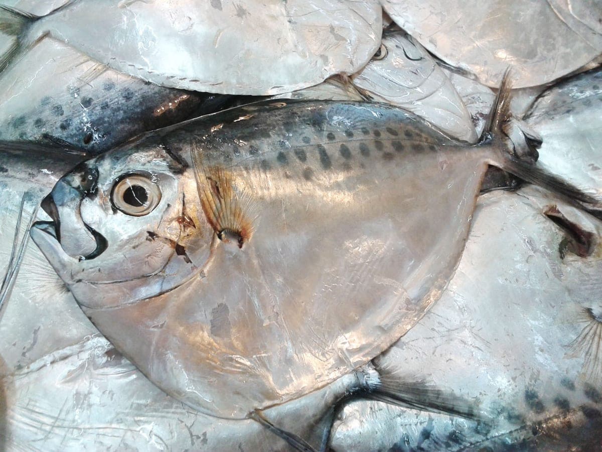 Moonfish (Vaala)