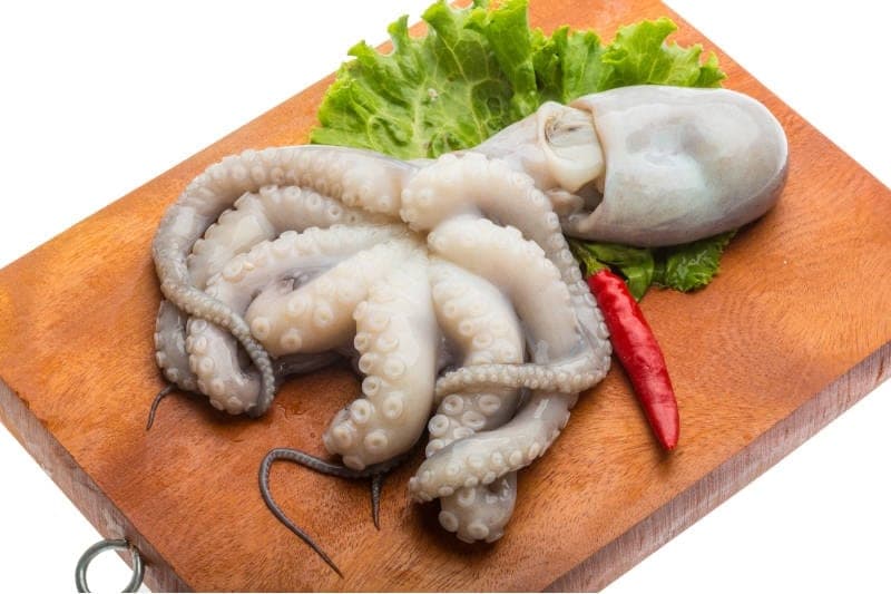 Octopus
