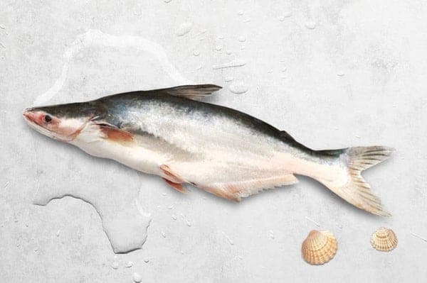 Pangasius