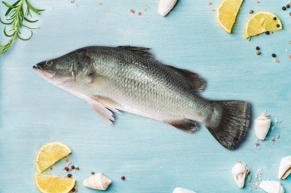 Sea bass (Koduva)