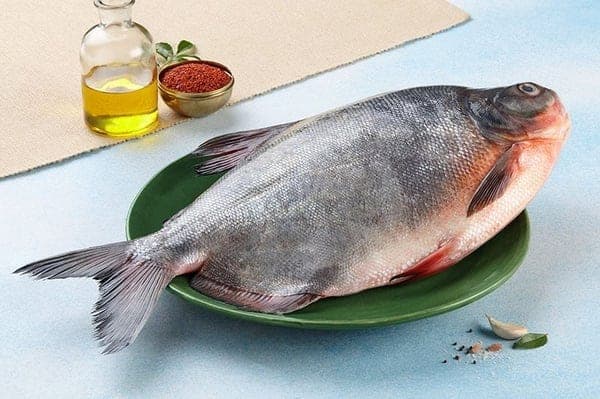 Silver pomfret (Vella avoli)