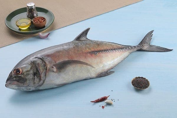 Trevally (Vatta)