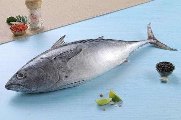 Yellowfin tuna (Choora)